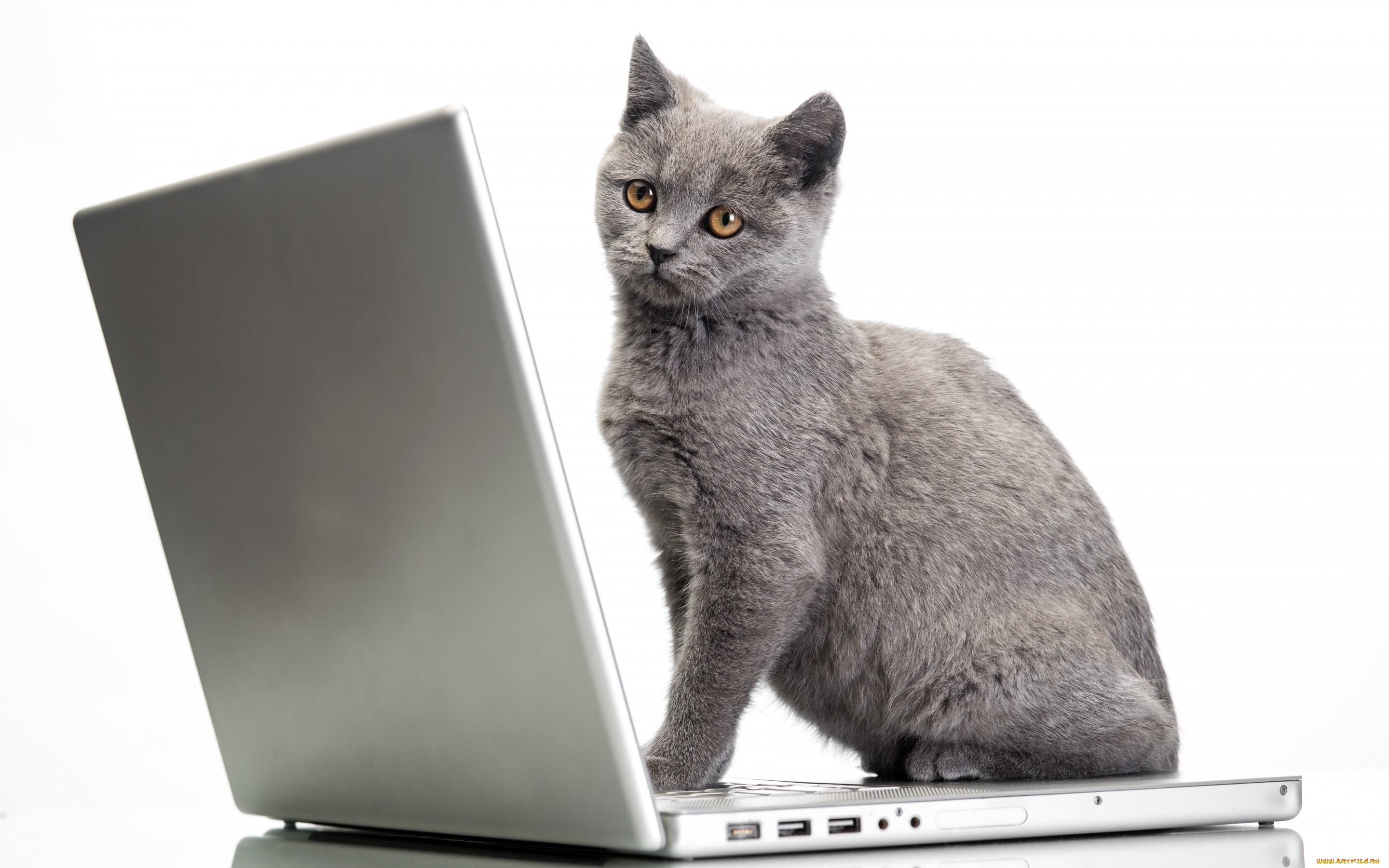 , , , laptops, cats, glance, 